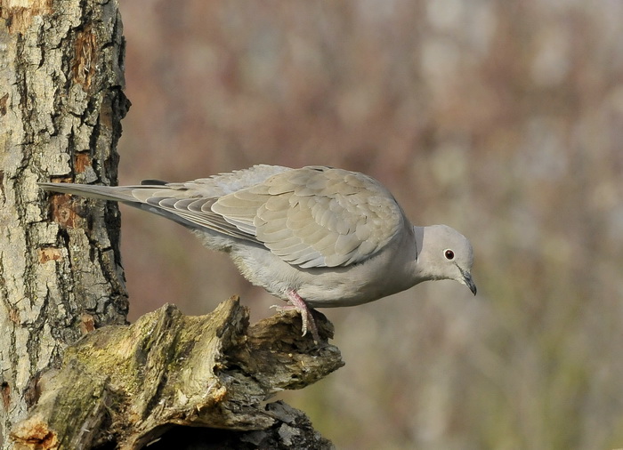 Tortora dal collare  - Streptopelia decaocto